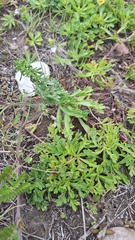 Japanese mugwort (Artemisia japonica)