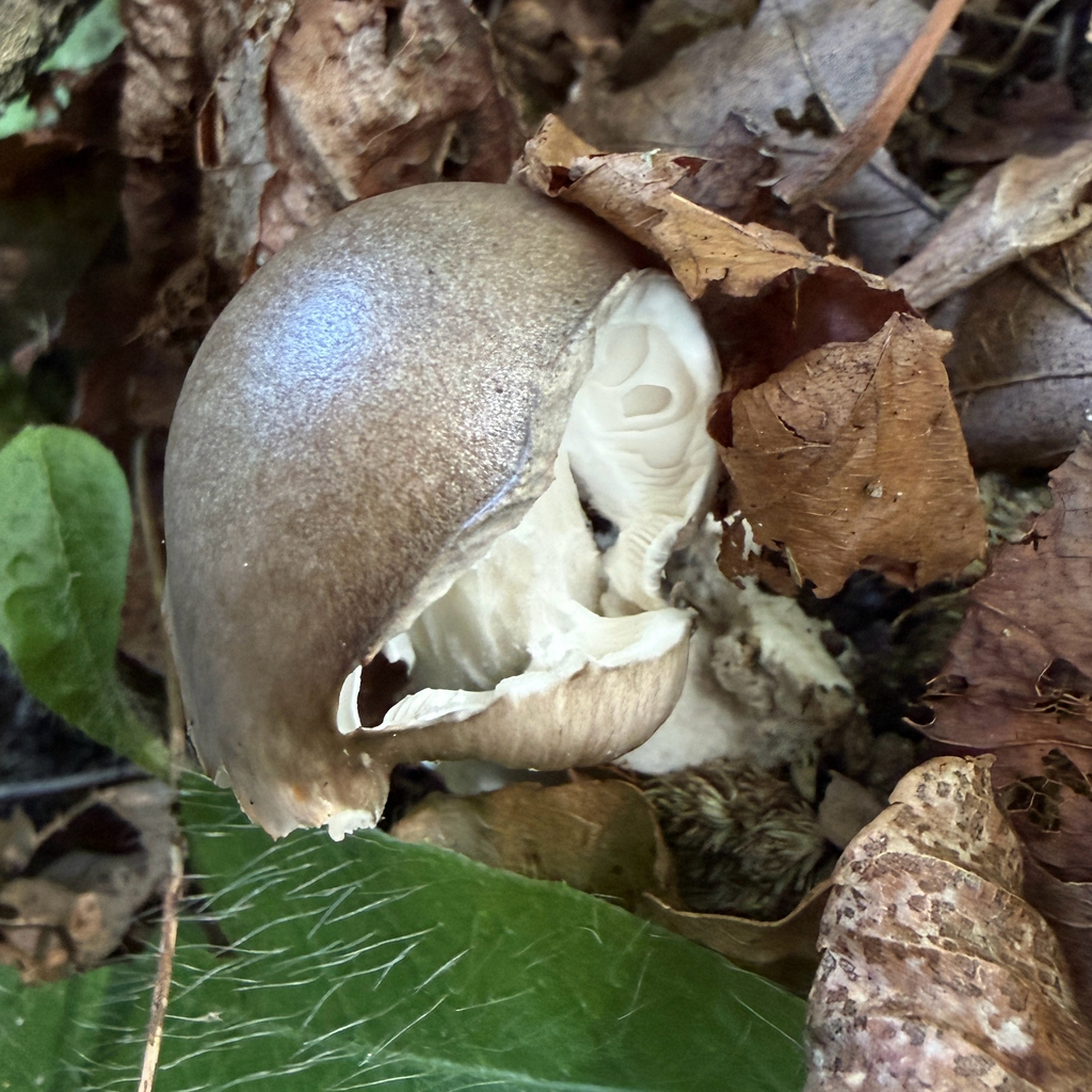 Eastern American Platterful Mushroom · July 2026 · photo: Photo: (c) Summit Metro Parks, some rights reserved (CC BY) · iNaturalist