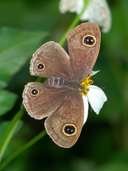 Ypthima multistriata