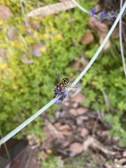 Eupeodes fumipennis