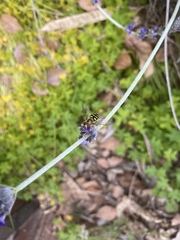 Eupeodes fumipennis