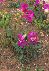 Incarvillea zhongdianensis