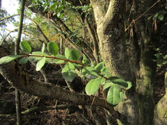 Azara integrifolia, photograph (c) Bruno Avilez, some rights reserved (CC BY)