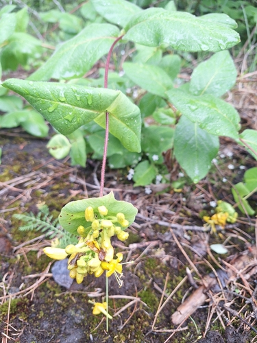 Lonicera hirsuta, photograph 2