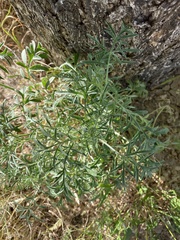 Ambrosia confertiflora