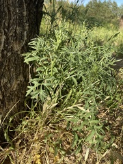 Ambrosia confertiflora