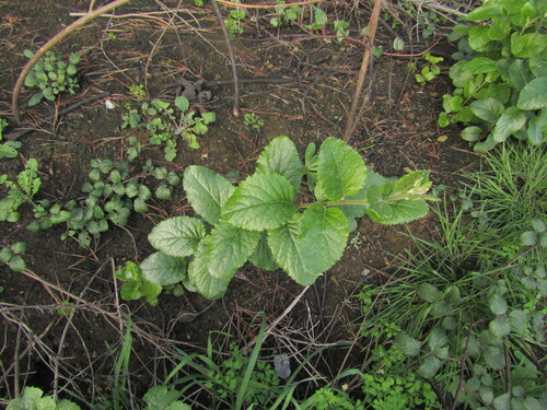 Proustia pyrifolia