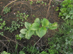 Proustia pyrifolia