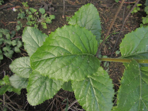 Proustia pyrifolia, photograph 1