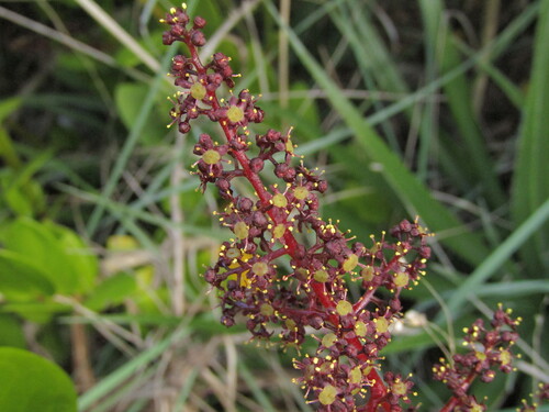 Griselinia scandens, photograph 4