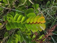 Griselinia scandens, photograph (c) Bruno Avilez, some rights reserved (CC BY)