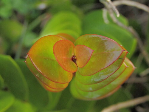 Griselinia scandens (Griselinia scandens)