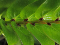 Griselinia scandens, photograph (c) Bruno Avilez, some rights reserved (CC BY)