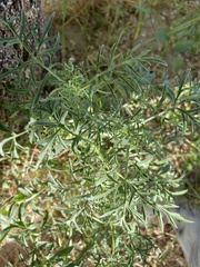 Ambrosia confertiflora