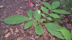 Carya