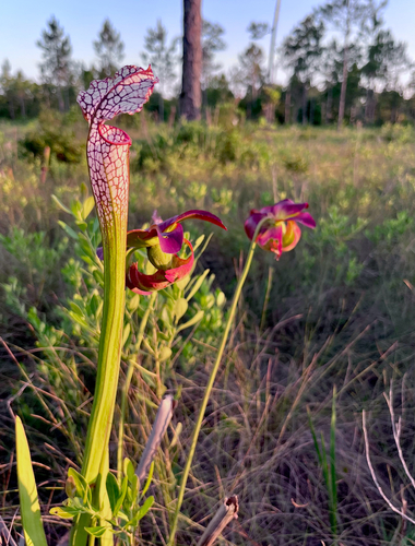 white pitcher plant