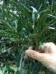 Podocarpus elatus