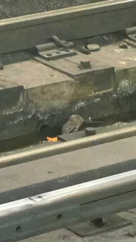 Rat photographed near here on 2026-06-04