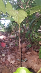 Carya