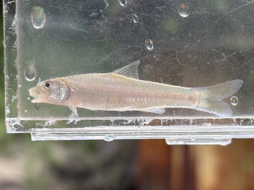 Sabine shiner (Notropis sabinae) — Cyprinidae — 5