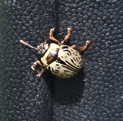 Common Willow Calligrapher Beetle