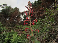 Lobelia tupa, photograph (c) Bruno Avilez, some rights reserved (CC BY)