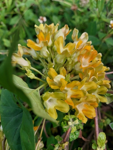 Telosma cordata observed 2023-10-13