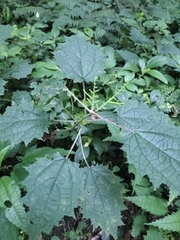 Urtica thunbergiana, photograph (c) 祐, some rights reserved (CC BY)