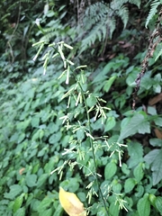 Paraprenanthes sororia, photograph (c) 祐, some rights reserved (CC BY)