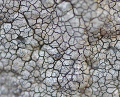 Placopyrenium fuscellum