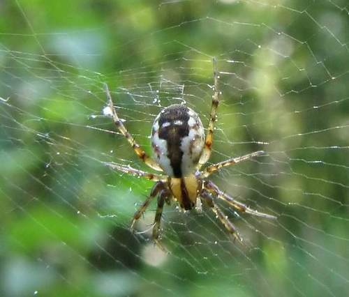Tuft-legged Orbweaver