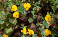 Acmispon wrangelianus