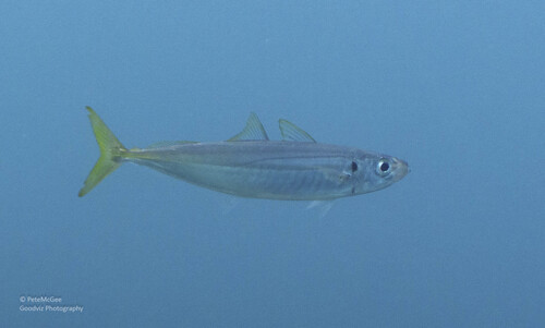 Decapterus macarellus observed 2026-06-11