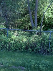 Toxicodendron diversilobum