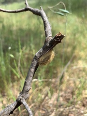 Malacosoma californica