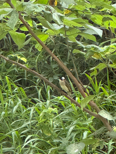 Light-vented Bulbul