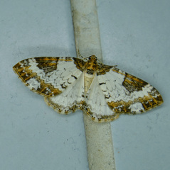 Melanthia procellata