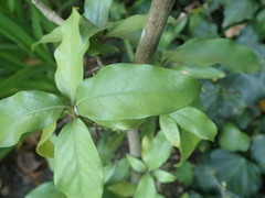 Justicia adhatodoides