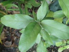 Justicia adhatodoides