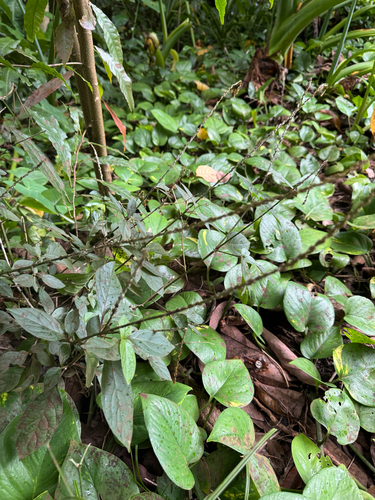 Achyranthes aspera observed 2026-07-01