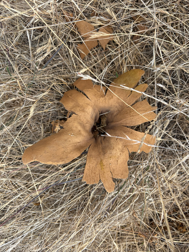 iNaturalist observation photo of Calvatia