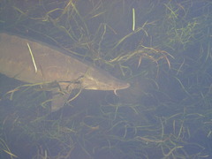 Acipenser fulvescens
