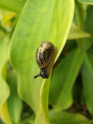 Succinea unicolor observed 2026-06-30