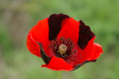 Papaver schelkovnikovii