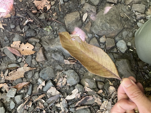 Lithocarpus kawakamii, photograph 2