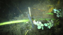 Cnesterodon decemmaculatus