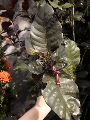 Graptophyllum pictum