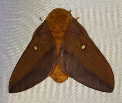 Anisota virginiensis