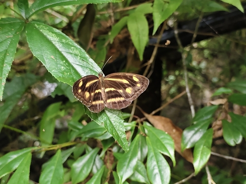 Armandia observed 2026-07-02