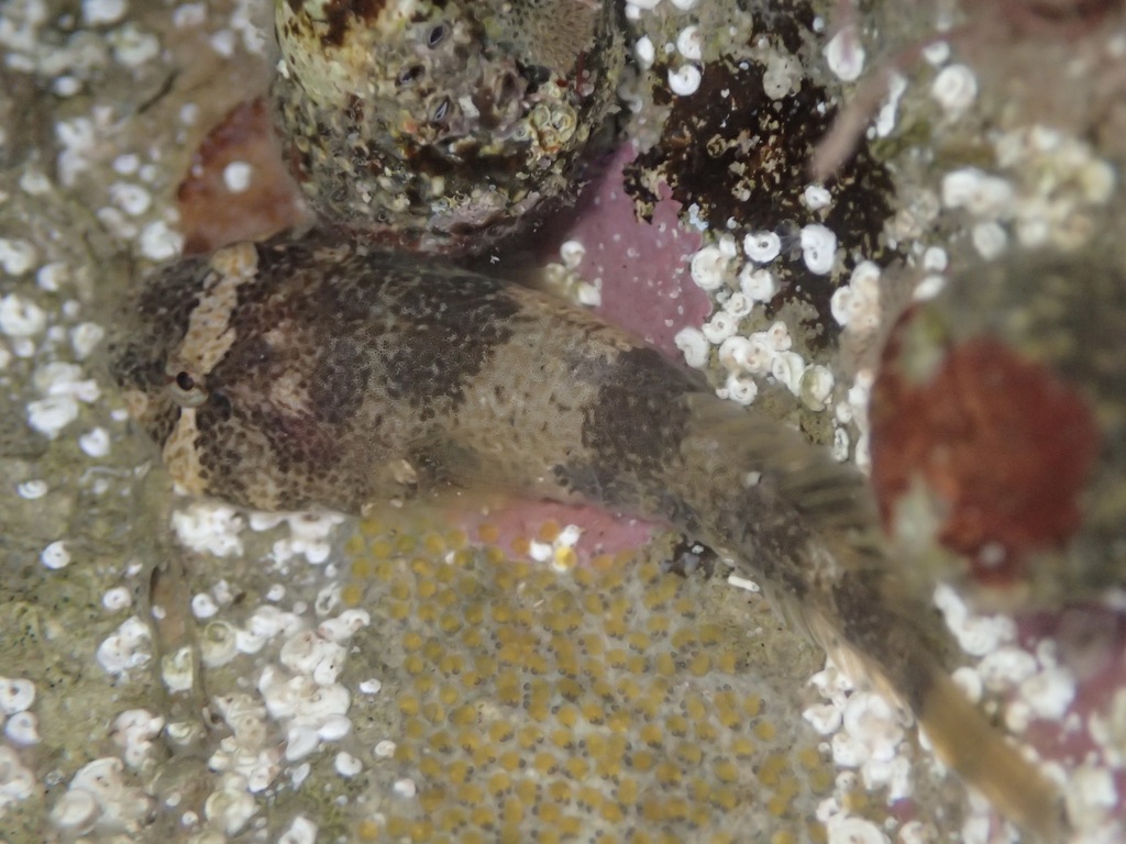 California Clingfish